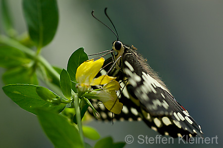 097 Afrikanischer Schwalbenschwanz - Papilio demedocus